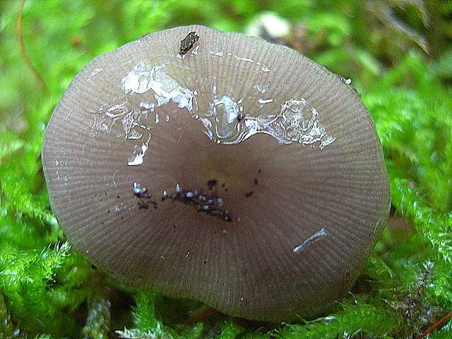 La  Flora  micologica  Alsaziana